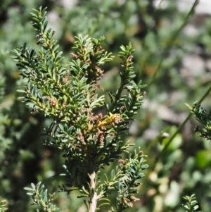 Podocarpus lawrencei at Cotter River, ACT - 16 Jan 2017 11:40 AM