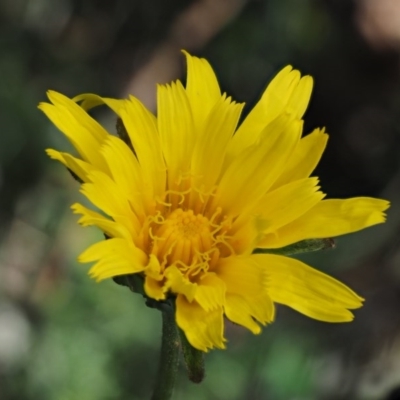 Microseris lanceolata (Yam Daisy) at Cotter River, ACT - 16 Jan 2017 by KenT