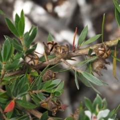 Leptospermum grandifolium at Cotter River, ACT - 16 Jan 2017 09:45 AM