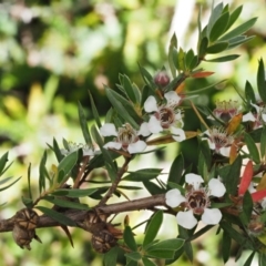 Leptospermum grandifolium at Cotter River, ACT - 16 Jan 2017 09:45 AM