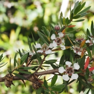 Leptospermum grandifolium at Cotter River, ACT - 16 Jan 2017