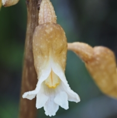 Gastrodia procera (Tall Potato Orchid) at Cotter River, ACT - 16 Jan 2017 by KenT