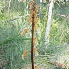 Gastrodia procera at Cotter River, ACT - suppressed