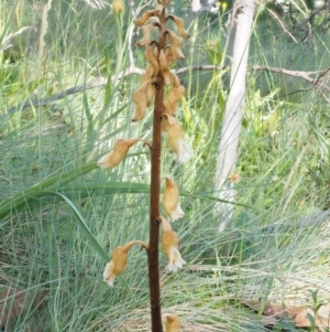 Gastrodia procera at Cotter River, ACT - suppressed