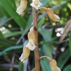 Gastrodia entomogama at Cotter River, ACT - 16 Jan 2017