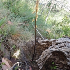 Gastrodia procera at Cotter River, ACT - suppressed