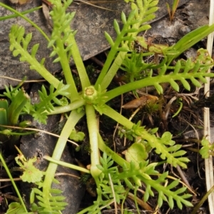 Cotula alpina at Cotter River, ACT - 16 Jan 2017 02:03 PM