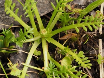 Cotula alpina (Alpine Cotula) at Cotter River, ACT - 16 Jan 2017 by KenT