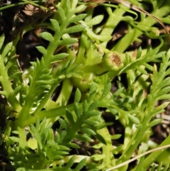 Cotula alpina at Cotter River, ACT - 16 Jan 2017 02:03 PM