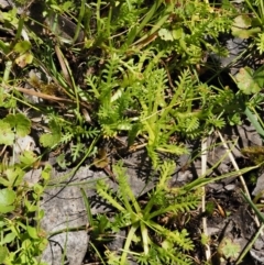 Cotula alpina at Cotter River, ACT - 16 Jan 2017 02:03 PM