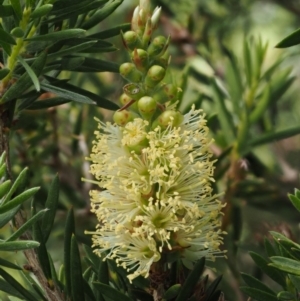 Callistemon pityoides at Cotter River, ACT - 16 Jan 2017 01:16 PM