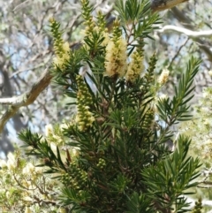 Callistemon pityoides at Cotter River, ACT - 16 Jan 2017