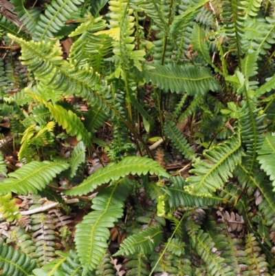 Blechnum penna-marina (Alpine Water Fern) at Cotter River, ACT - 15 Jan 2017 by KenT