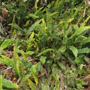 Blechnum penna-marina at Cotter River, ACT - 16 Jan 2017