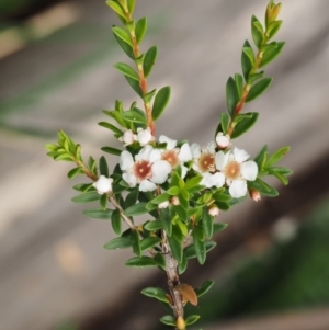 Baeckea utilis at Cotter River, ACT - 16 Jan 2017