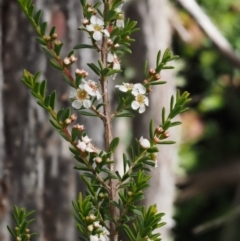 Baeckea utilis at Cotter River, ACT - 16 Jan 2017