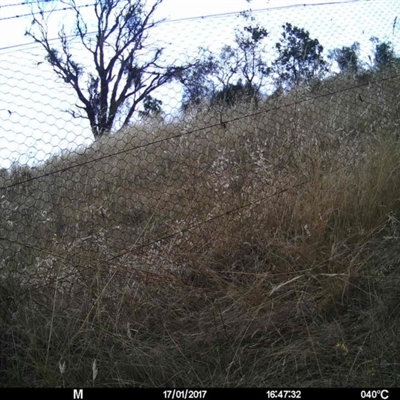 Unverified at Mulligans Flat - 17 Jan 2017 by MulligansFlat1