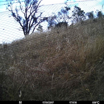 Unidentified at Mulligans Flat - 16 Jan 2017 by MulligansFlat1