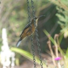 Acanthorhynchus tenuirostris (Eastern Spinebill) at Isaacs, ACT - 17 Jan 2017 by SkyFire747