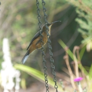 Acanthorhynchus tenuirostris at Isaacs, ACT - 17 Jan 2017