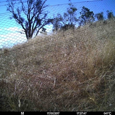 Unidentified at Mulligans Flat - 16 Jan 2017 by MulligansFlat1