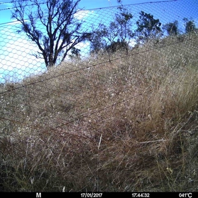 Unidentified at Mulligans Flat - 16 Jan 2017 by MulligansFlat1