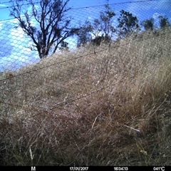 Unverified at Mulligans Flat - 17 Jan 2017 by MulligansFlat1