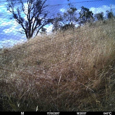 Unverified at Mulligans Flat - 17 Jan 2017 by MulligansFlat1