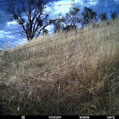 Unidentified at Mulligans Flat - 16 Jan 2017 by MulligansFlat1