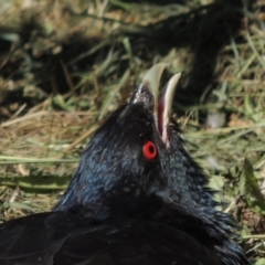 Eudynamys orientalis at Conder, ACT - 12 Jan 2017