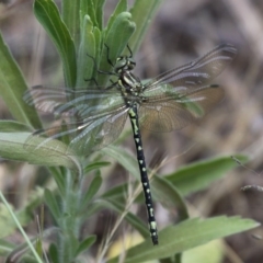 Eusynthemis virgula (Golden Tigertail) at Paddys River, ACT - 28 Nov 2015 by HarveyPerkins