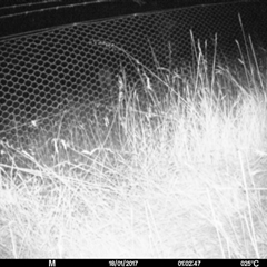 Macropus giganteus at Mulligans Flat - 17 Jan 2017 by MulligansFlat1
