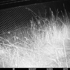 Unverified at Mulligans Flat - 17 Jan 2017 by MulligansFlat1