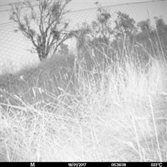 Macropus giganteus at Mulligans Flat - 17 Jan 2017 by MulligansFlat1