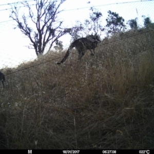 Macropus giganteus at Gungahlin, ACT - 17 Jan 2017 12:00 AM