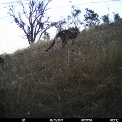 Macropus giganteus (Eastern Grey Kangaroo) at Gungahlin, ACT - 17 Jan 2017 by MulligansFlat1