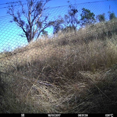 Unverified at Mulligans Flat - 17 Jan 2017 by MulligansFlat1