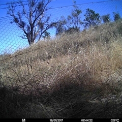 Unidentified at Mulligans Flat - 16 Jan 2017 by MulligansFlat1