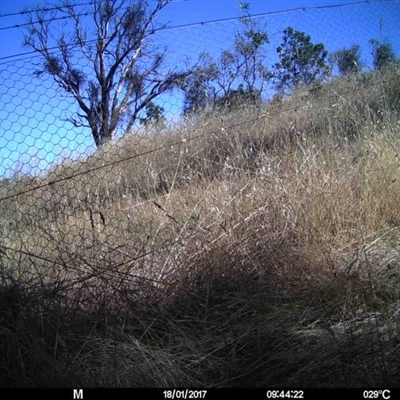 Unverified at Mulligans Flat - 17 Jan 2017 by MulligansFlat1