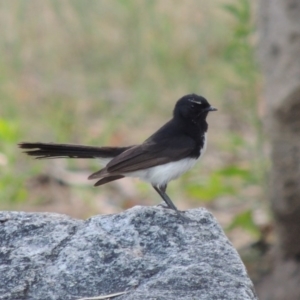 Rhipidura leucophrys at Paddys River, ACT - 4 Jan 2017