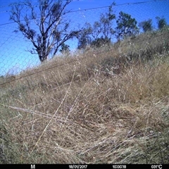 Unverified at Mulligans Flat - 17 Jan 2017 by MulligansFlat1