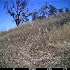 Unidentified at Mulligans Flat - 16 Jan 2017 by MulligansFlat1