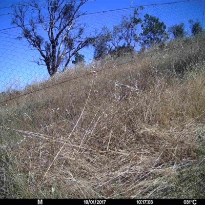 Unidentified at Mulligans Flat - 16 Jan 2017 by MulligansFlat1