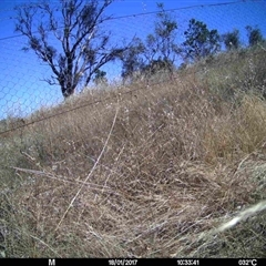 Unidentified at Mulligans Flat - 16 Jan 2017 by MulligansFlat1