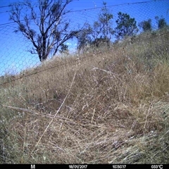 Unverified at Mulligans Flat - 17 Jan 2017 by MulligansFlat1