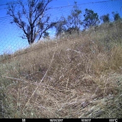 Unidentified at Mulligans Flat - 16 Jan 2017 by MulligansFlat1