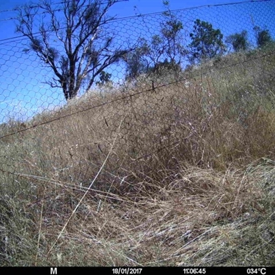 Unidentified at Mulligans Flat - 17 Jan 2017 by MulligansFlat1