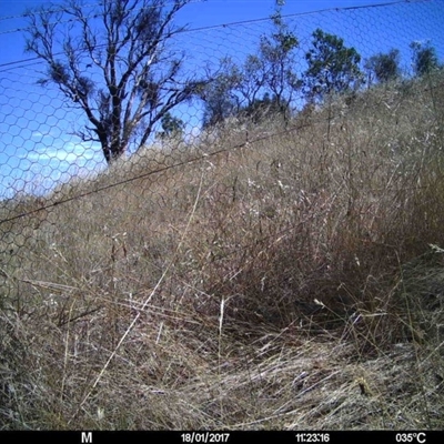 Unidentified at Mulligans Flat - 17 Jan 2017 by MulligansFlat1