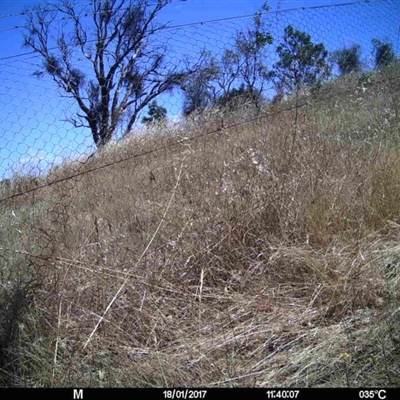 Unverified at Mulligans Flat - 18 Jan 2017 by MulligansFlat1