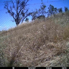 Unidentified at Mulligans Flat - 17 Jan 2017 by MulligansFlat1